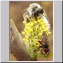 Myopa cf tesselatipennis - Fruehe Buckelblasenkopffliege 01 6mm.jpg